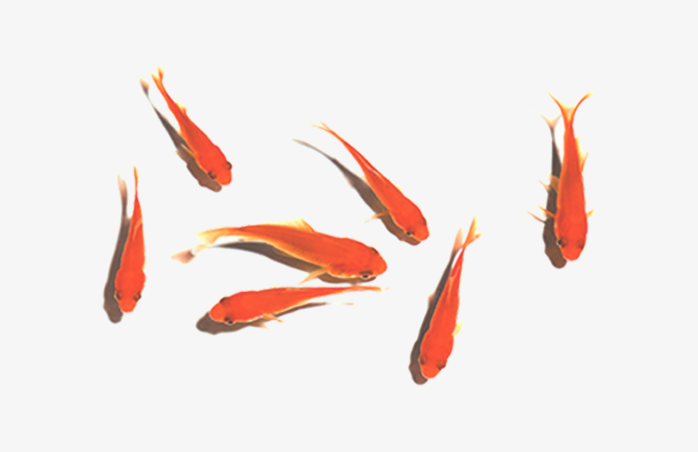小金鱼   