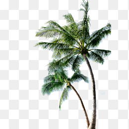 棕榈树