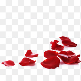 玫瑰花瓣