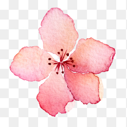 水彩桃花