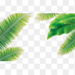 椰树