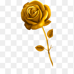 玫瑰花