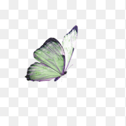 蝴蝶