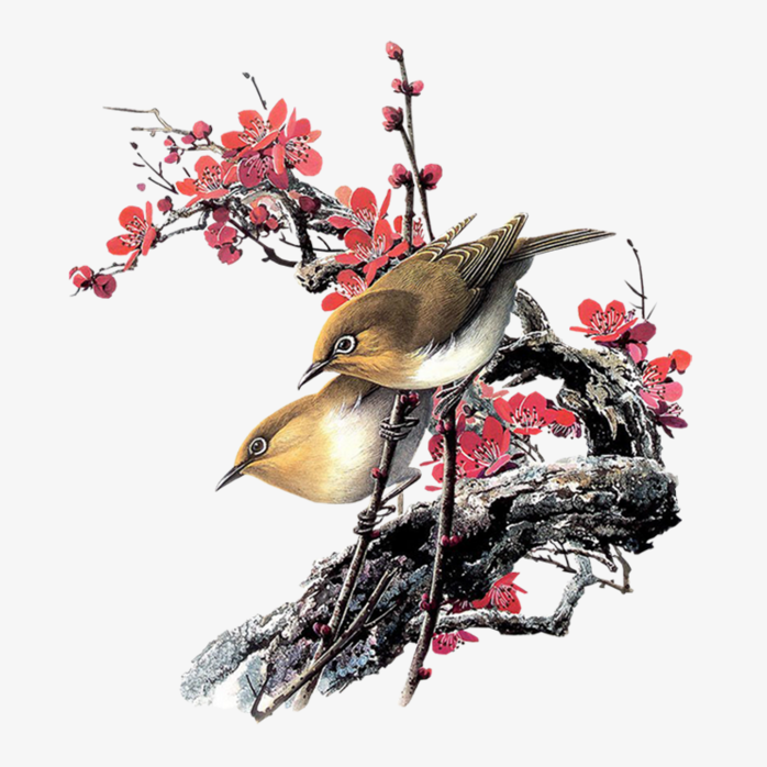 唯美花鸟
