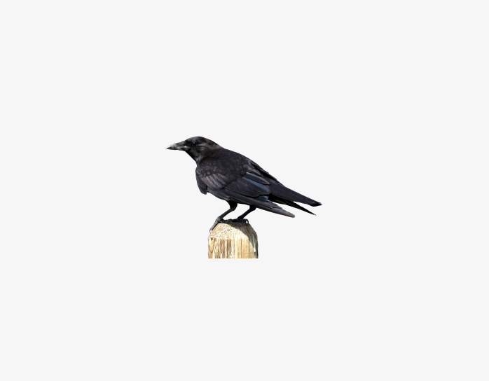 crow