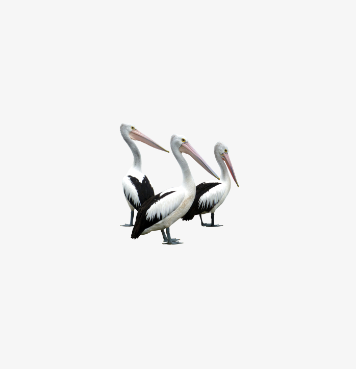 pelicans