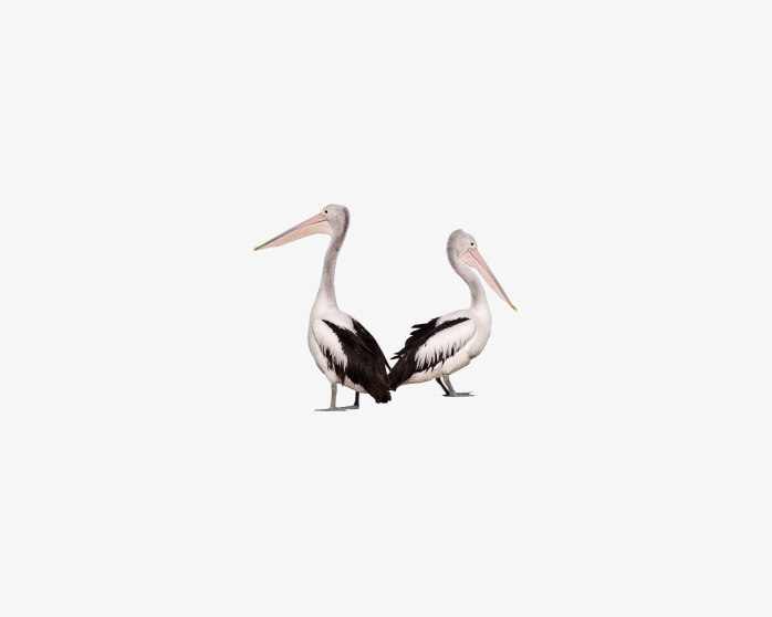 pelican