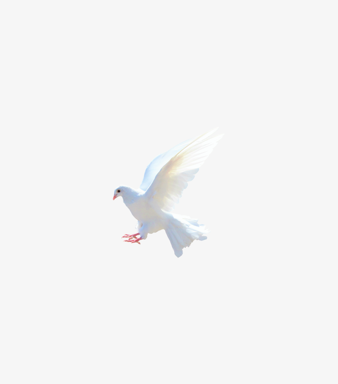 鸟