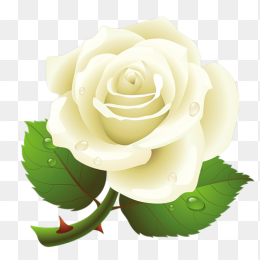 白玫瑰花