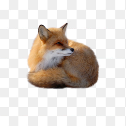 狐狸