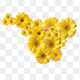 鲜花 菊花 花 
