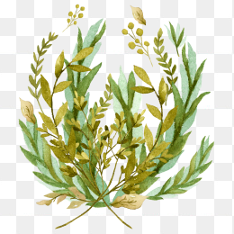 手绘植物