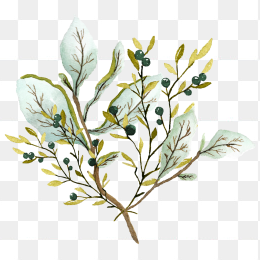 手绘植物002