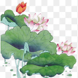 彩绘荷花荷叶矢量素材