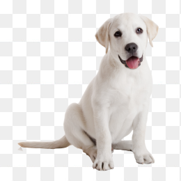 狗狗，趴着的狗，站着的狗，萌狗，可爱狗狗，棚拍狗，漂亮的狗