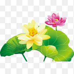荷花