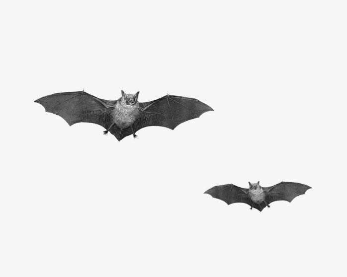 两只蝙蝠