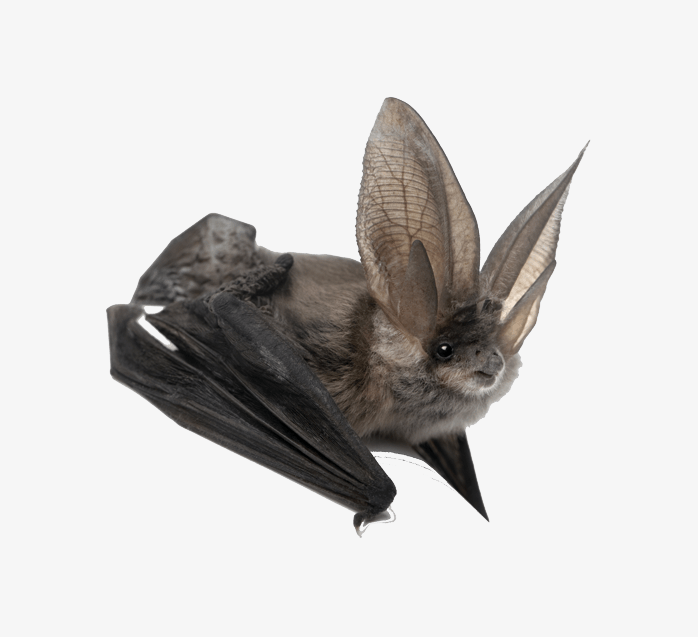 蝙蝠大耳朵