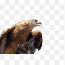 金鹰