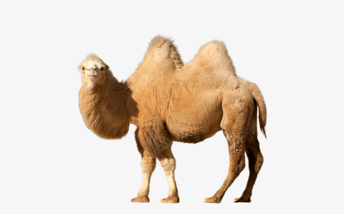 骆驼单