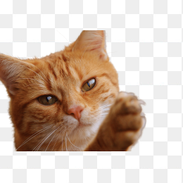 猫爪