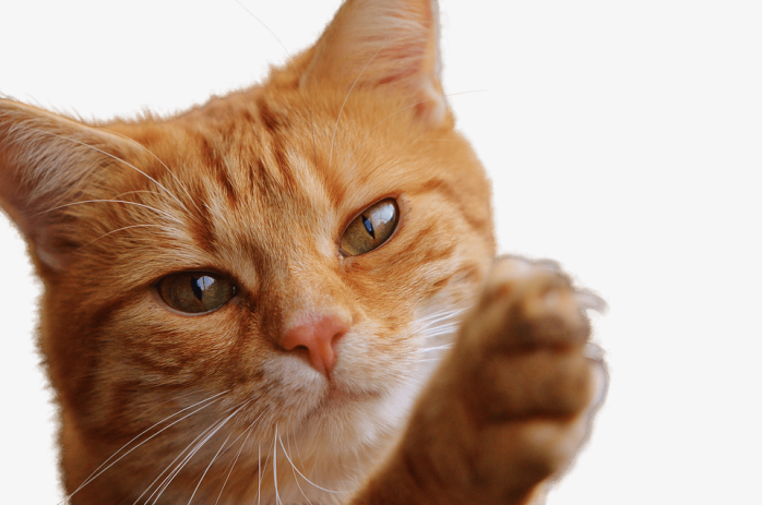 猫爪
