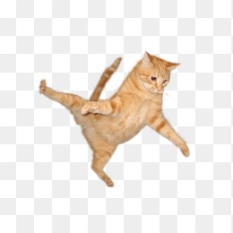猫跳