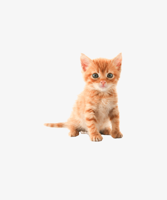可爱的小猫