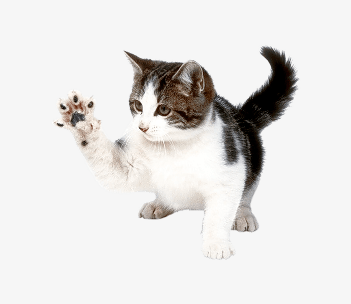战斗的猫