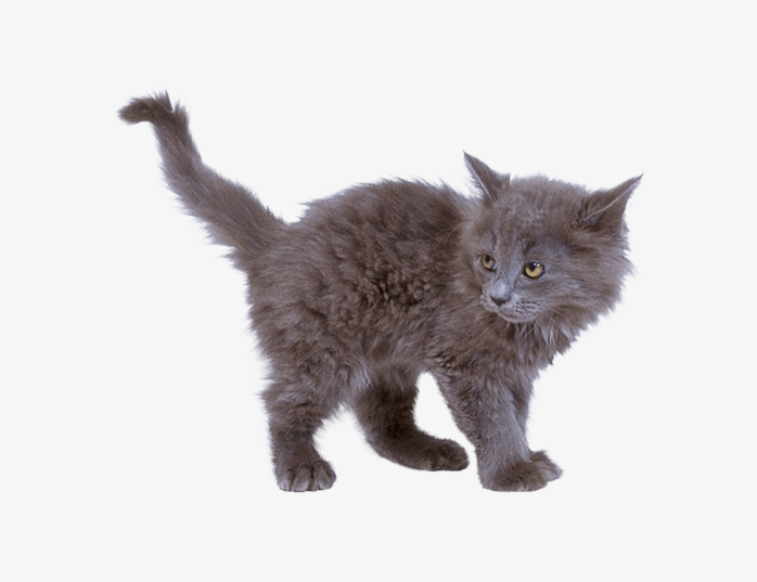 灰色小猫猫
