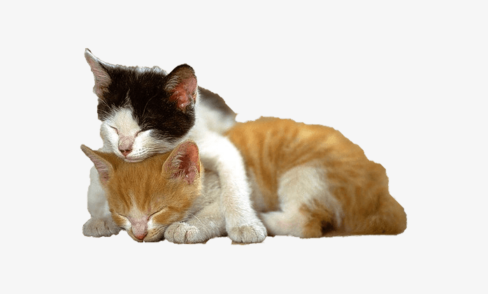 猫猫在一起