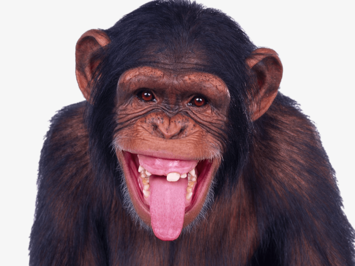 黑猩猩伸出舌头