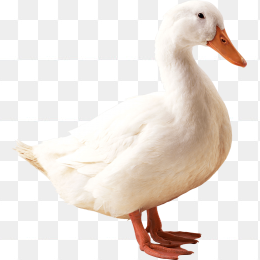 小鹅