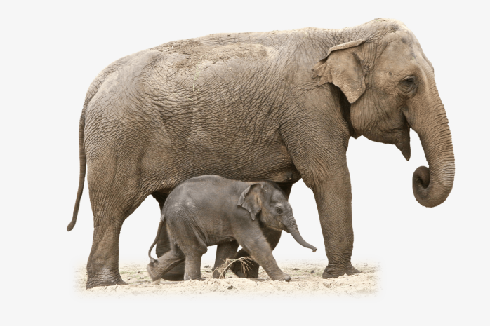 大象母亲和小象