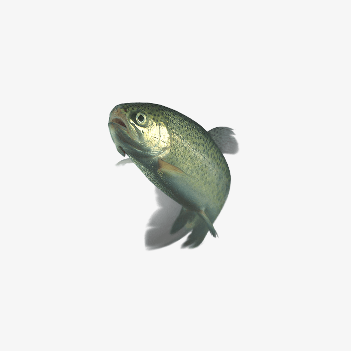鳟鱼