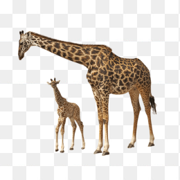 长颈鹿和宝宝