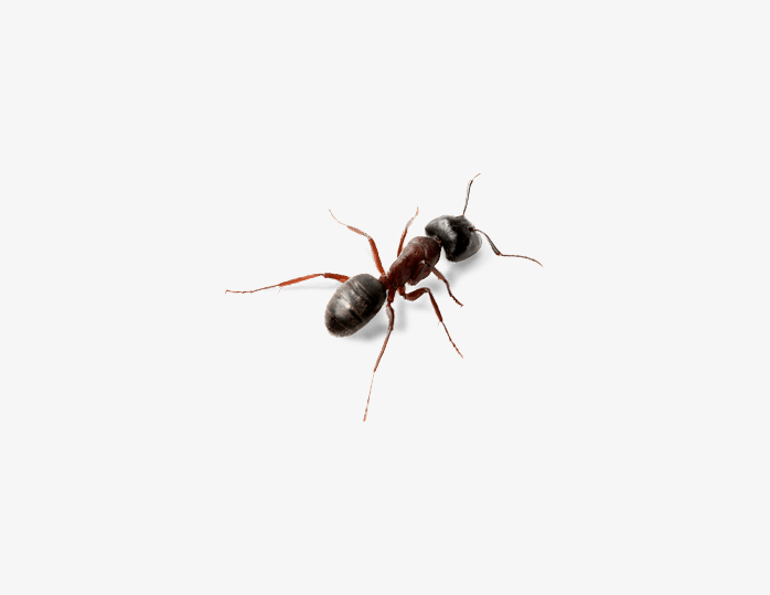 蚂蚁顶视图