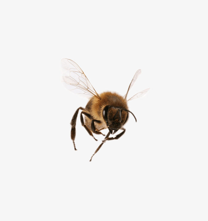 正面图蜜蜂