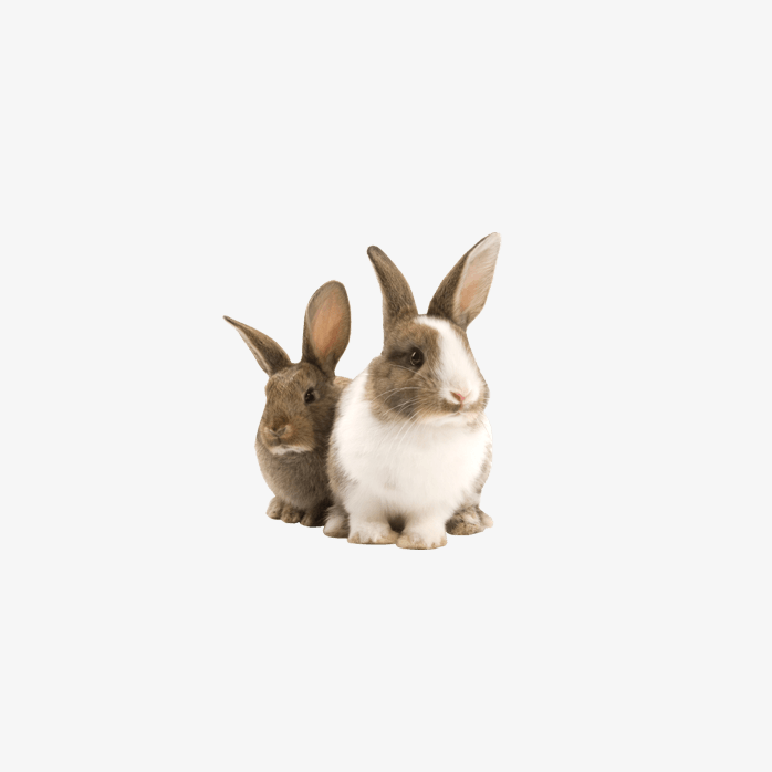 兔子二人组