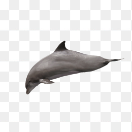 海豚潜水