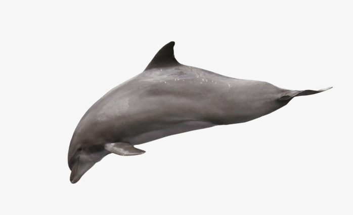 海豚潜水