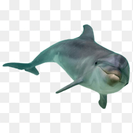 海豚前视图