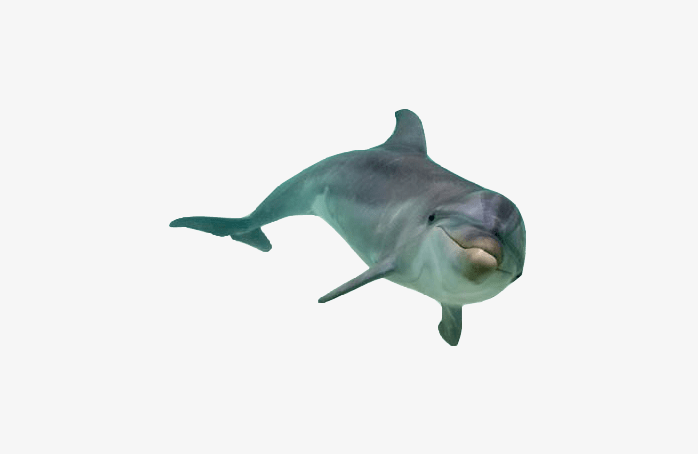 海豚前视图