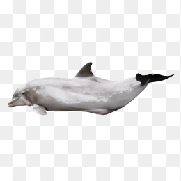 海豚闪闪发光
