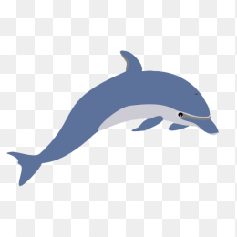 海豚插图