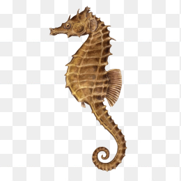 海马插图