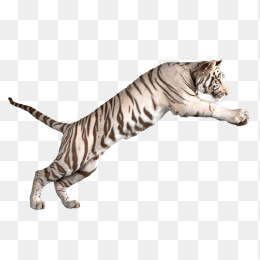 跳跃的白色老虎