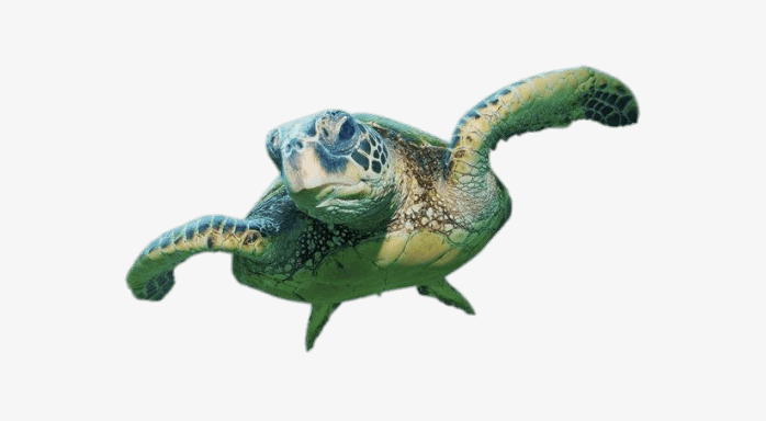 海龟正面图
