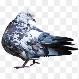 鸟