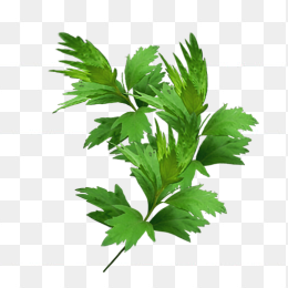 艾草